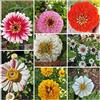 Grow Your Secret Garden 50pcs colori misti Zinnia Elegans semi gigante giardino Piantare Fiore