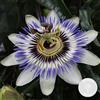 Bloomique - Passiflora Caerulea - Fiore della Passione - Blu e Bianco - Pianta Rampicante - Pianta da Giardino - Resistente al Freddo - Alta 50-70 cm - Vaso da 15 cm