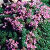 Generic 6x Timo strisciante 'Pseudolanuginosus' - Thymus praecox 'Pseudolanuginosus' - Vaso 9x9 cm - coprisuolo aromatico foglia grigia giardino