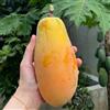Generic semi di papaia in crescita, verdi, d'appartamento di melone papaia, decorazione del giardino per esterno fresca, rustiche 10pcs