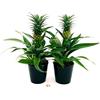 POWERS TO FLOWERS - PIANTA DELL' ANANAS, 2 PIANTE, CON FRUTTO, Piante Vere