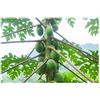Seeds & Plants Shop by Ipsa Pezzi - 6x Carica Papaya Red Petiole Rossi Papaya Albero Giardino Piante - Seme ID1165 - Seeds & Plants Shop by Ipsa