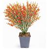 POWERS TO FLOWERS - GINESTRA ARANCIONE, VARIETA' 'GOLDFINCH' pianta vera