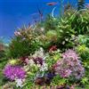 Generic 350 pz semi dell'acquario delle acquatiche, resistenti varietà antiche da balcone esotiche