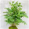Generic semi di bambù resistenti a crescita rapida, semi di giardino da balcone esterno giardino prodotti sostenibili 250pcs