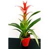 POWERS TO FLOWERS - GUZMANIA ROSSA IN VASO CERAMICA ROSSO, VASO 11CM, pianta vera