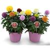 Zepre Pianta di crisantemo colore misto bicchiere 12cm bellissima Terre di Romagna Made in Italy