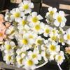 Generic oxalis triangularis, giardino roccioso in vaso da balcone decorazioni giardino per esterni rari di arredamento del soggiorno 5Bulbi