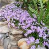 Generic Semi di Phlox da tappeto - balcone, giardino Phlox subulata - vecchie varietà di rare resistenti per il giardino di selvatici perenni 100pcs