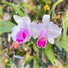 Generic semi di orchidea Cattleya - aiuola rialzata, esterno giardino balcone resistenti 500pcs