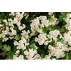 Vivaio Garden Forest - Crataegus monogyna (Biancospino) - Arbusto o Piccolo Albero da Siepe, Fioritura Bianca e Frutti Rosso Corallo - Pianta Rustica da Giardino, FOTO REALI