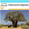 SAFLAX - Confezione regalo - Baobab africano - 6 semi - Adansonia digitata