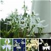 Generic semi di habenaria radiata - serie rare - orchidea, primaverile orchidea airone bianco to perenni, decorazione autunnale 55pcs