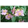Seeds & Plants Shop by Ipsa Pezzi - 10x Rosa Palustris Cespuglio Giardino Piante - Seme ID1558 - Seeds & Plants Shop by Ipsa