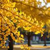 Generic semi di ginkgo ginko, decorazione autunnale di ginko Le sempreverdi sono resistenti, interno 50pcs
