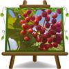 EURO PLANTS VIVAI Corniolo da Frutto Pianta da Frutto su Vaso da 20 cm - Altezza 80-100 cm - Età 2 Anni