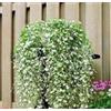 Generic Fresh Seeds - Dichondra - Silver Falls - 5 Seeds:packing seeds only
