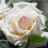 generico AMDGarden Pianta Rosa Brevettata Anggun® Meilland Bianca Panna Profumata Vaso 19 cm per Esterni