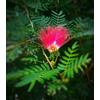 Vivaio di Castelletto Albizia julibrissin mimosa Acacia di Costantinopoli pianta in vaso biodegradabile ø9 cm h 60 cm circa Vivaio di Castelletto