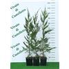 Vivaio di Castelletto Cipresso di leyland "cupressocyparis leylandii, 12 Piante in vaso ø 18 cm, h 90/110 cm, Piante vere da esterno Vivaio di Castelletto