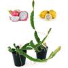 POWERS TO FLOWERS PITAYA GIALKA e ROSSA A POLPA BIANCA, FRUTTO DEL DRAGO, HYLOCEREUS UNDULATUS, DRAGON FRUIT, 2 PIANTE, piante vere