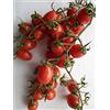 SemiGratis - 50 Semi di Pomodoro Datterino rosso - pomodorino