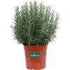 eGarden.store Pianta di Rosmarino Eretto Pianta di Rosmarinus Officinalis Erectus pianta da esterno pianta da giardino cespuglio ornamentale di Rosmarino pianta vera venduta da eGarden.store (Vaso 17 cm)