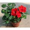 Generico Ibisco belissima pianta Terre di Romagna made in Italy, vaso da 14cm alta bella super altissimo livello