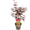Vivaio di Castelletto Acero Rosso Giapponese Acero Palmatum Bloodgood pianta in vaso ø19 cm Vivaio di Castelletto
