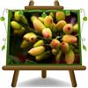EURO PLANTS VIVAI Pistacchio (Pistacia Vera) Femmina Napoletana Alberi da Frutto Altezza 150-160 cm Vaso 26 cm