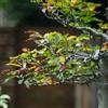 Generic semi di faggio rosso - giardino da esterno di faggio rosso comprare sempreverdi balcone serre 200pcs