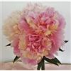 Sconosciuto Sorbet Peonia 3 Radici