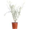 eGarden.store - Pianta vera di Atriplex Halimus altezza 35 cm diametro vaso: 17 cm - Cespuglio dal colore argenteo resistente per la creazione di siepi o da coltivare in vaso