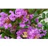 Vivaio di Castelletto Lagerstroemia indica viola Violacea pianta in vaso 7x7 Vivaio di Castelletto