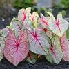 Generic 20 : Caladium White Queen (Ampolle) Eleganza classica per i giardini ombragés. Oreille d'éléphant, (20): graines