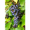 eGarden.store Pianta di Vite pianta di uva vigna da tavola pianta di uva innestata pianta vera di vite venduta da eGarden.store (Black Magic)