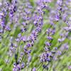 Generic Vera lavanda - Lavandula angustifolia Hidcote - pianta siepe - foglia grigia - 6 piante - 1 metro lineare - sempreverde - vaso 17 cm altezza 30 cm