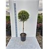 Generico Cipresso Cupressocyparis Leylandii Castlewellan Gold Ad Alberello (H 100 cm) - Vivai Giulian Giovani Piante