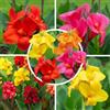 FLORIUM - Collezione Gigante Canna Charm (5 piante) | Grande mix esclusivo olandese | 5 varietà | Vera decorazione perenne perenne per giardino, balcone (senza semi, non resistenti all'inverno)