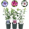 Plantenboetiek.nl Hibiscus syriacus Tricolour - 3 piante in blu, rosa o bianco - Deciduo - Bassa manutenzione - 35-45cm - Ø18cm - Pianta da giardino