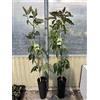 Generico Pianta persea americana, piante di avocado innestato, altezza 140cm, frutto esotico (HASS)