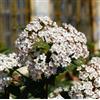 Generic 10 SEEDS OF Viburnum tino - Viburnum tinus L