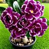 OPVDJD Rosa del deserto in Vasca:Colore Vivido/Decorazione per Casa e Giardino/per Interni e Esterno-E-1 Rhizome