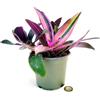 POWERS TO FLOWERS - TRADESCANTIA PURPLE VARIEGATA IN VASO 12cm, pianta vera