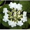 Vivaio di Castelletto Viburno palla di neve Viburnum opulus compactum pianta da siepe in vas ø18 cm h 80/100 cm Vivaio di Castelletto