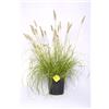 Plantì PENNISETUM Piante da siepe sempreverde, Pianta da esterno longeva e versatile con forma a fontana, Diametro vaso 19 cm (Pennisetum Hameln Yellow)