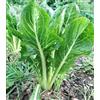 Generic 2000 Chicory Seeds Catalonia Cichorium Intybus Chicorée de Catalogne seeds