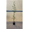 Generico Albero di Schinus Molle, Falso pepe, Pianta Ornamentale con Foglie Verdi e Bacche Rosa, albero da ombra pendente. Astoni, alberatura H120CM