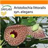 SAFLAX - Garden in the Bag - Aristolochia - 80 semi - Aristolochia littoralis syn. elegans