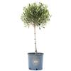 Vannucci Piante - Olea europaea Frangivento, Olivo, Pianta vera in vaso, Pianta da frutto, Mini alberetto